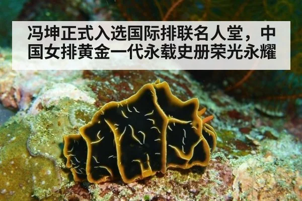 冯坤正式入选国际排联名人堂,中国女排黄金一代永载史册荣光永耀
